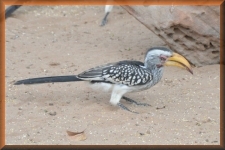 Neushoornvogel