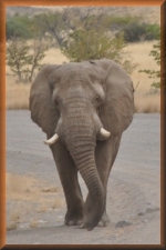 Olifant