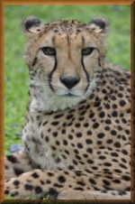 Cheeta