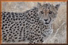 Cheeta