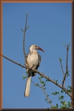 Neushoornvogel