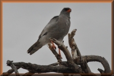 Dark Chanting Goshawk