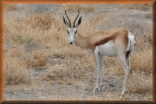 Springbok