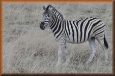 Zebra