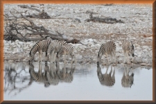 Zebra's