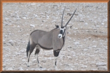 Oryx