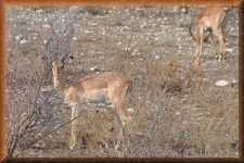 Impala's