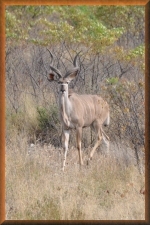 Kudu