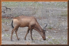 Hartebeest