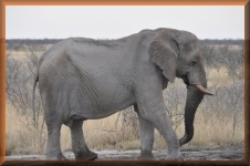 Olifant