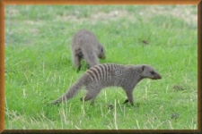 Mongoose