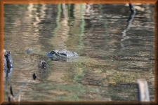 Krokodil
