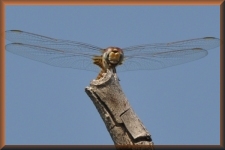 Libelle