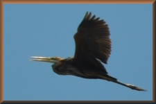 Goliath reiger