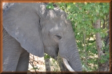 Olifant