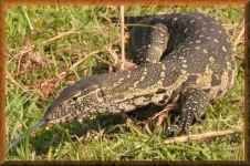 Varaan
