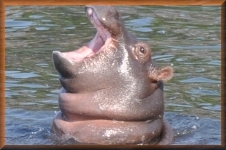 Jong nijlpaard