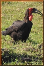 Grond hoornvogel