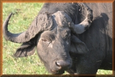 Buffel