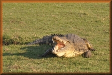 Krokodil