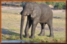 Olifant