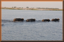 Buffels