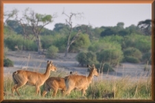 Impala's