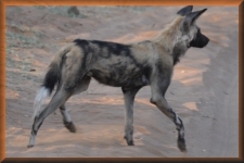 Wilde hond
