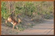 Impala