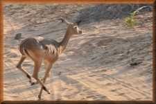 Impala