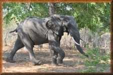 Olifant