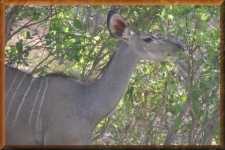 Kudu