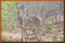 Kudu