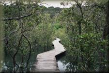 Mangrovebos