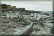 Curio Bay