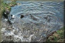 Zeehonden