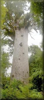 Kauri-boom 