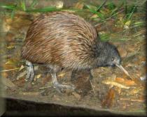 Kiwi