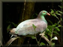 Nieuw-Zeeland-Duif
