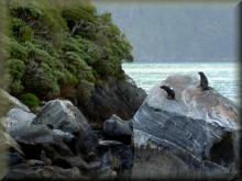 Zeehonden