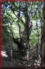 Oude boom