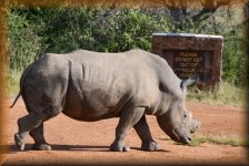 witte neushoorn