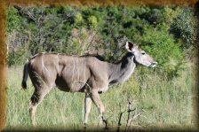 Kudu