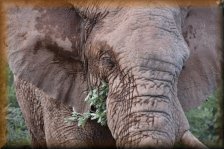 Afrikaanse Olifant