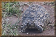Panterschildpad