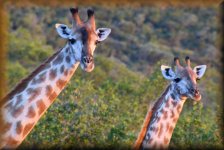 giraffen
