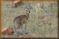 Klipspringer