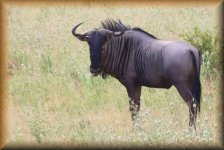 Gnoe of Wildebeest