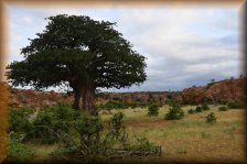 Baobab-boom