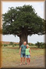 Baobab